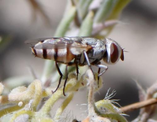 Craticulina sp.
